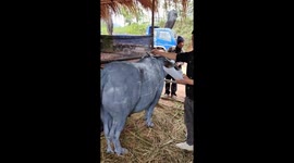 Residents hold festival with painted cows in southern China