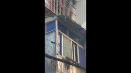 Cat clings to roof after falling from window ledge in China