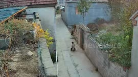 Hero brother saves sibling on toy car rolling towards road