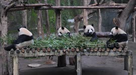 Giant Pandas Eat Bamboos at Chongqing Zoo in China