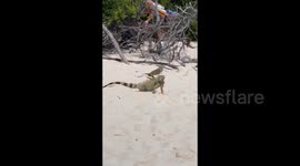 Iguanas unleashed: playful encounters on Islote Sucre beach