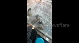 Playful Penguins Entertain Visitors at Chinese Park in Harbin, China