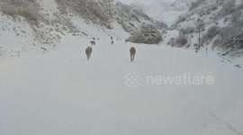 Driver has close encounter with wolves in snowy valley in China