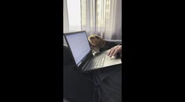funny dog licking the laptop monitor