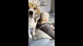 funny dog licks man's bald spot