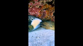 A Triggerfish and a Moray Eel in love
