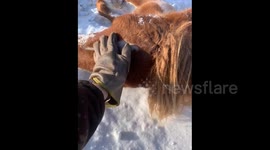 Man rescues pregnant horse in heavy snow in Hulunbuir, China