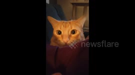 this cat has a very expressive  face when he is alert