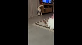 Cute Bunny Plays With Balloon