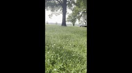 Rescued Spider Monkey Plays in Grass