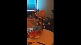 1-year-old's dance ends in hilarious tree tumble