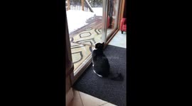 Gina The Cat Is The Bane Of All Feathers
