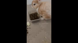 Bunny Displeased With Growing Grass