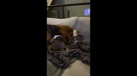 Basset Hound Wants to Play With Cat