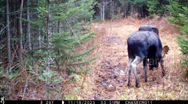 Two bull moose put on show in front of Maine trail cam
