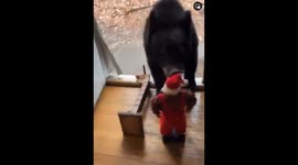 Bear Gets Himself A Christmas Present