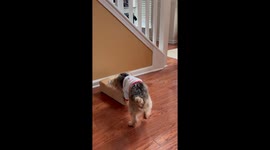 Tenacious Yorkie attacks package with intense enthusiasm