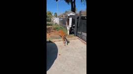 Dog Stands Up on Fence