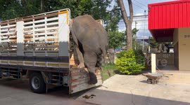Elephant with short legs struggles to climb down truck