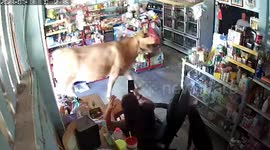 Cow casually enters convenience store to ask owner for food