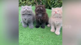 Persian kittens move their heads in synch with toy