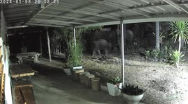 Herd of hungry wild elephants attack house in Thailand