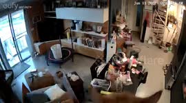 Curious Persian cat stares at CCTV device from shelf