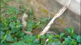 A 5 feet cobra regurgitated a rat when it was captured in a house.