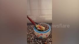 Pet parrot buries head under bowl of sunflower seeds while sleeping