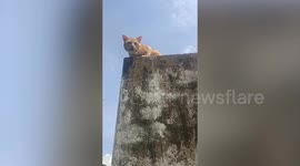 Terrified pet cat trapped on building roof rescued
