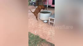 Pet dog soaks inside water basin on 38 degrees Celsius afternoon