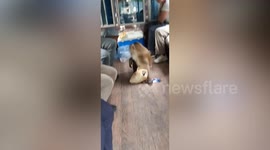 Wild monkey raids tour bus and searches bags for food