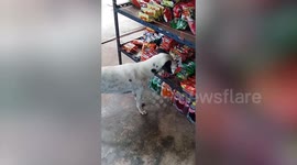 Pet dog steals crisps from owner's store but can't open wrapper