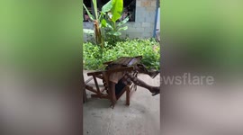 Local trapped when folding chair snaps shut while he was taking a nap