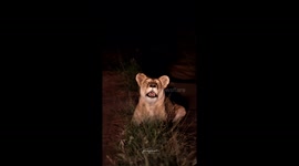 This lioness' thunderous call with send shivers down your spine