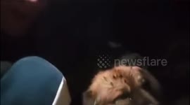 University students comfort tearful trembling stray dog as 6.2-magnitude earthquake occurs in Lanzhou, China
