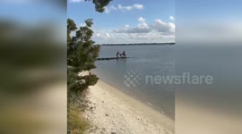 Boat Strikes Pelican at Fort Matanzas, FL, USA