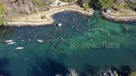 Manatee Spectacle Unveiled: Hundreds Seek Refuge in Three Sister Springs Amidst Chilly Waters in Crystal River, FL, USA