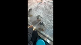 Playful penguins entertain visitors at zoo in China