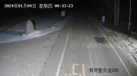 Blood-stained Siberian tiger roams on streets, striking fear among Chinese residents
