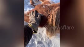 Man rescues pregnant horse buried in heavy snow in China