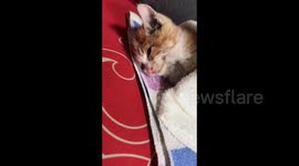 Chinese woman uses hairdryer to heat up kitten found frozen in snow