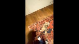 Cat Gets Angry With the Wrong Person