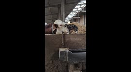 Cow bullies kitten with a one-hit knockout