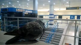 London, frozen weather made a pigeon seek refuge in a tube station