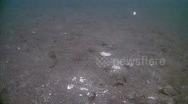 Northern Pike Bites Underwater Camera