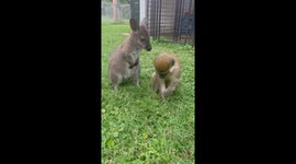 Maya The Monkey And Bennet The Wallaby