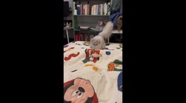 Cat falls for undercover foot fun