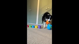 Border Collie Loves Stacking Cups