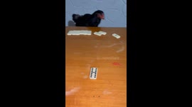 Rooster Plays Dominoes